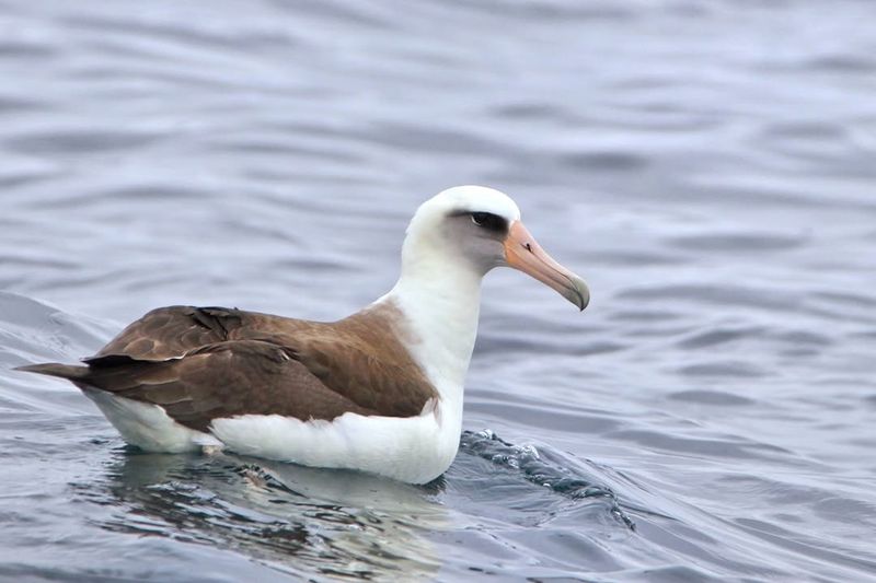 Laysan Albatross