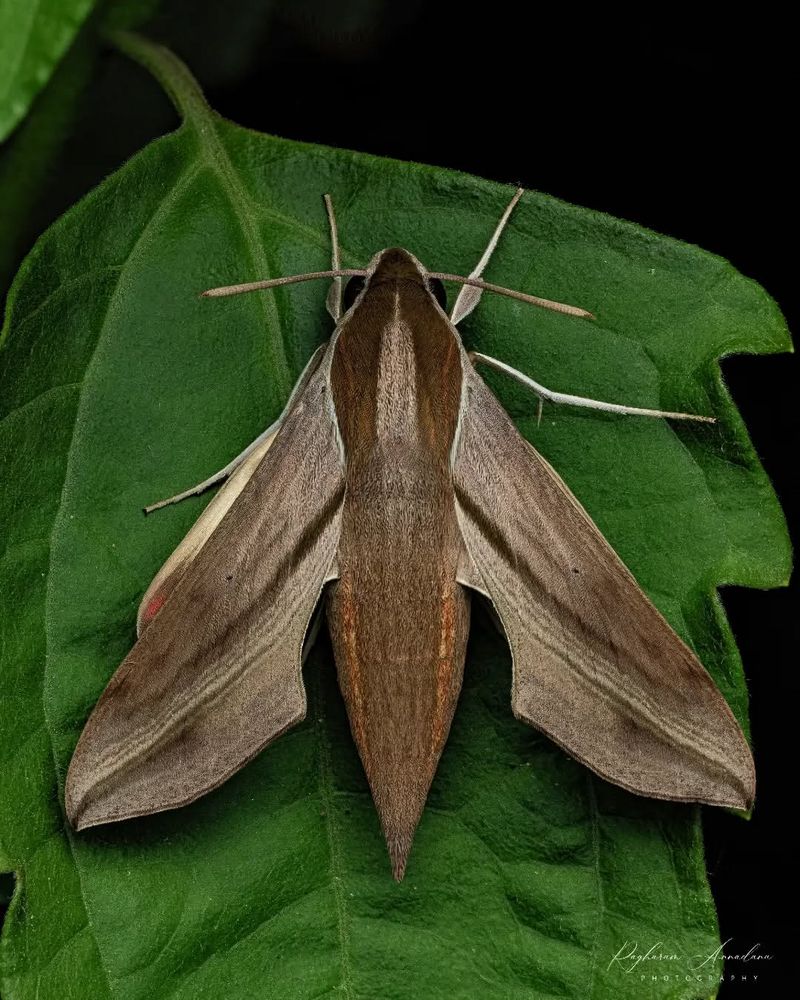 Hawk Moth