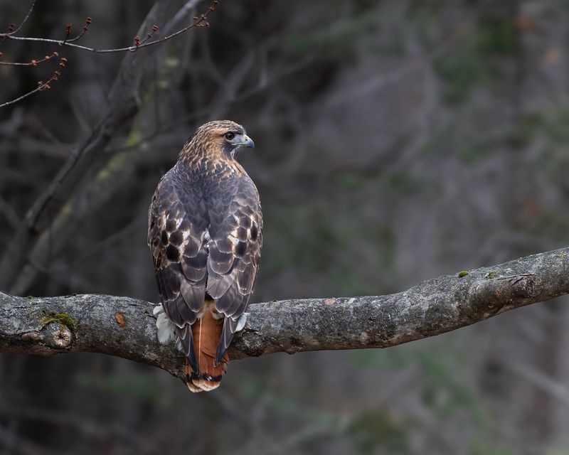 Hawks