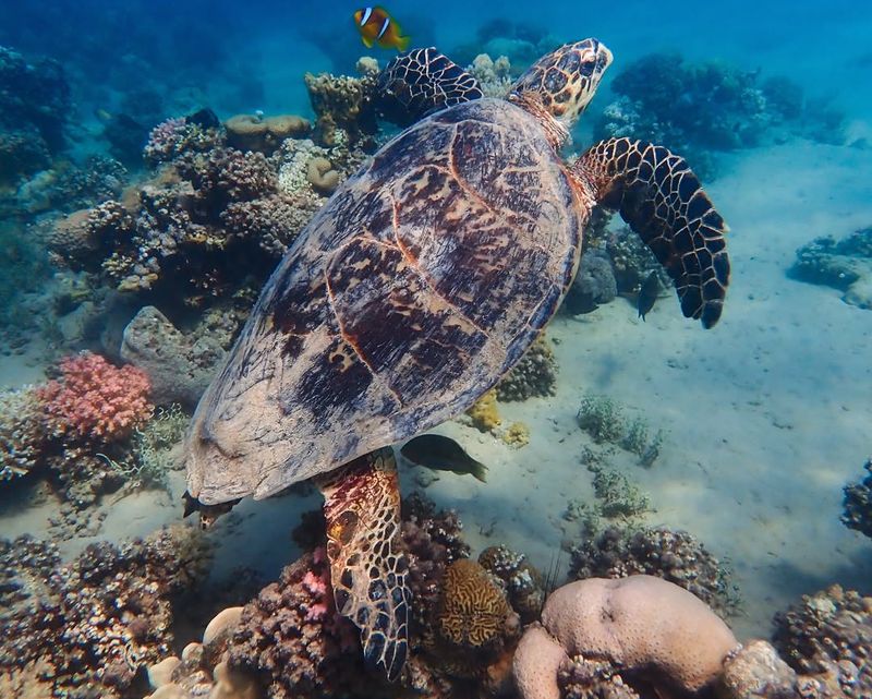 Hawksbill Sea Turtle