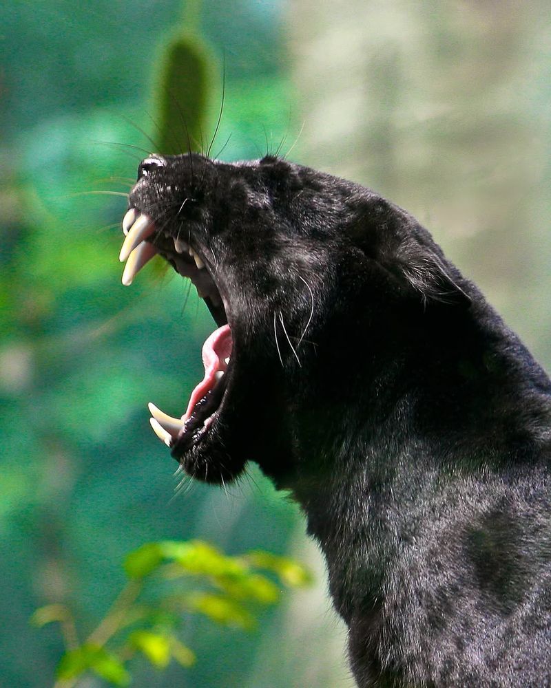 Bite Force – Power Comparison In The Wild