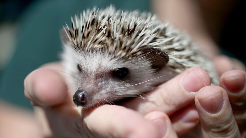 Hedgehogs Are Like Porcupines