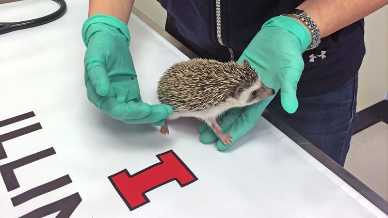 Hedgehogs Don't Need Veterinary Care