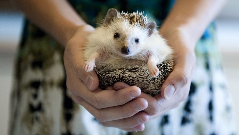 Hedgehogs Are Legal Everywhere