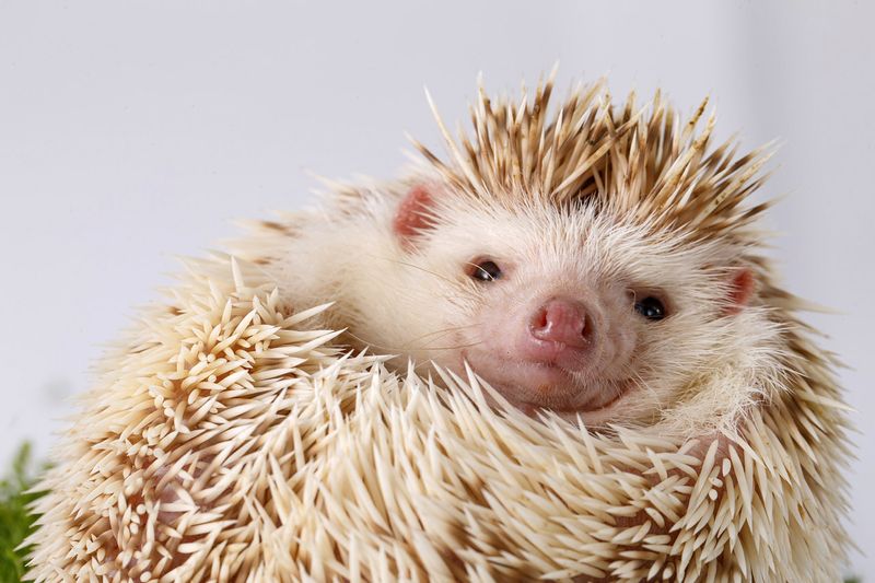 Hedgehogs Are Silent Pets