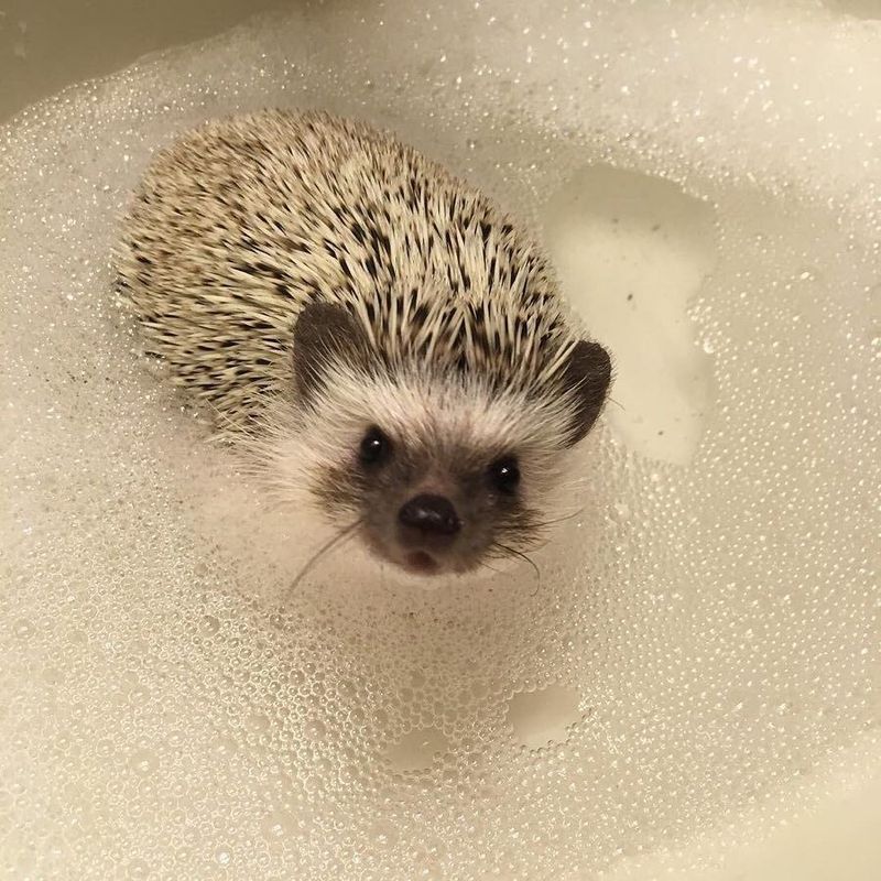 Hedgehogs Can Be Bathed Like Other Pets