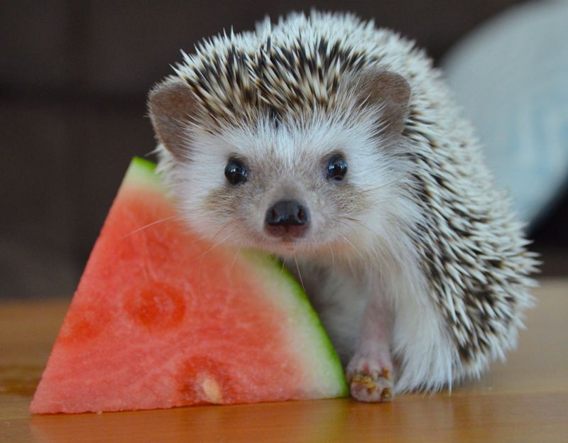 Hedgehogs Can Eat Anything