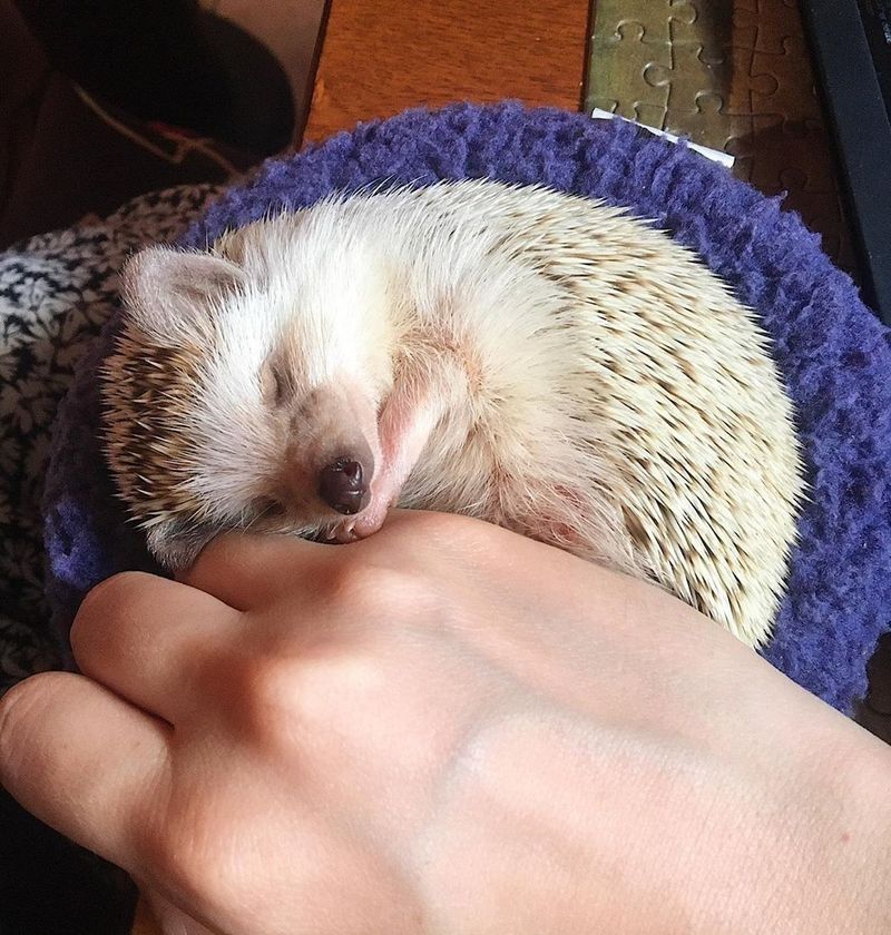 Hedgehogs Won’t Bond With You