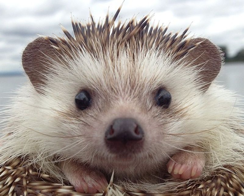 Hedgehogs Are Inexpensive Pets