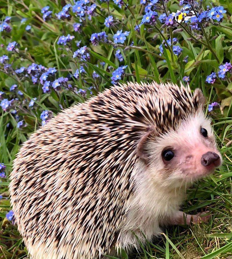 Hedgehogs Are Easy To Care For