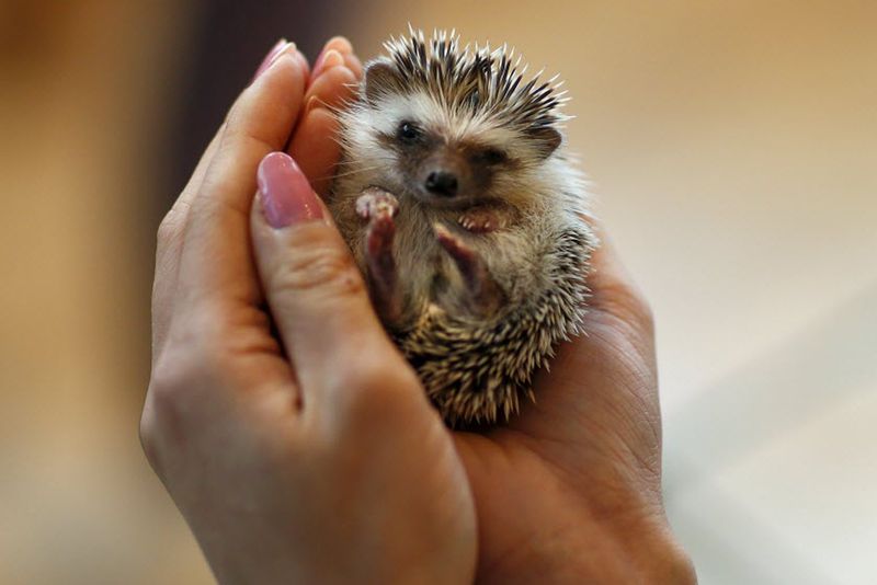 Hedgehogs Are Hypoallergenic