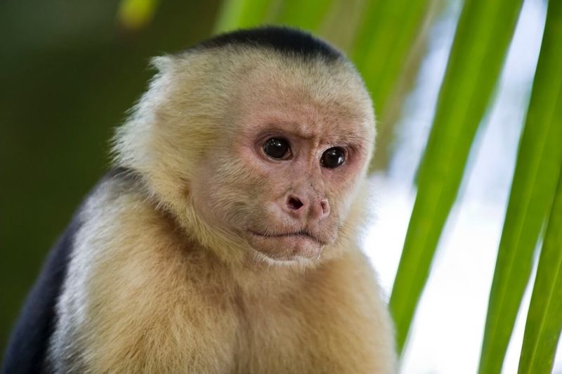 Capuchin Monkeys