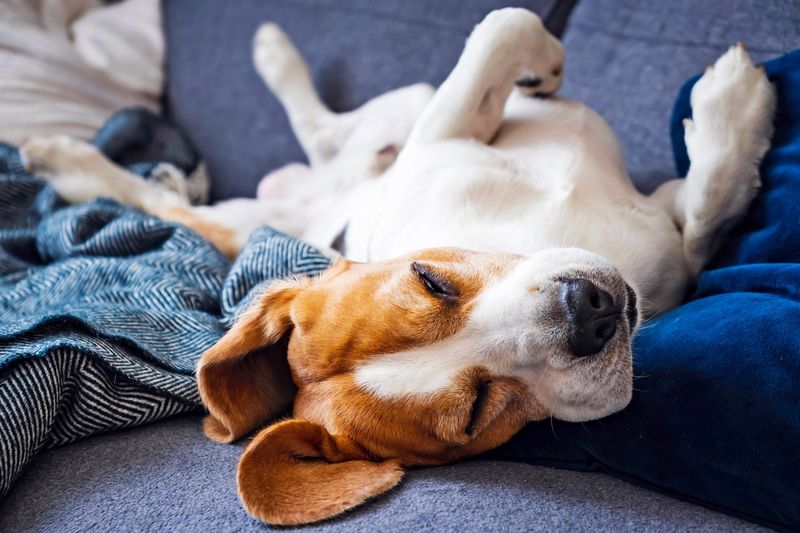 Canine Sleep Habits