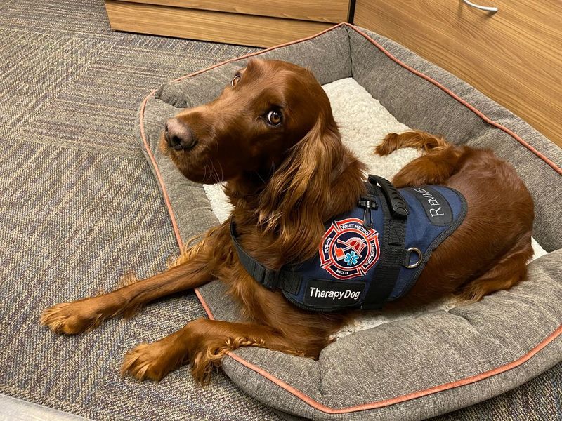 Therapy Dogs Offering Comfort