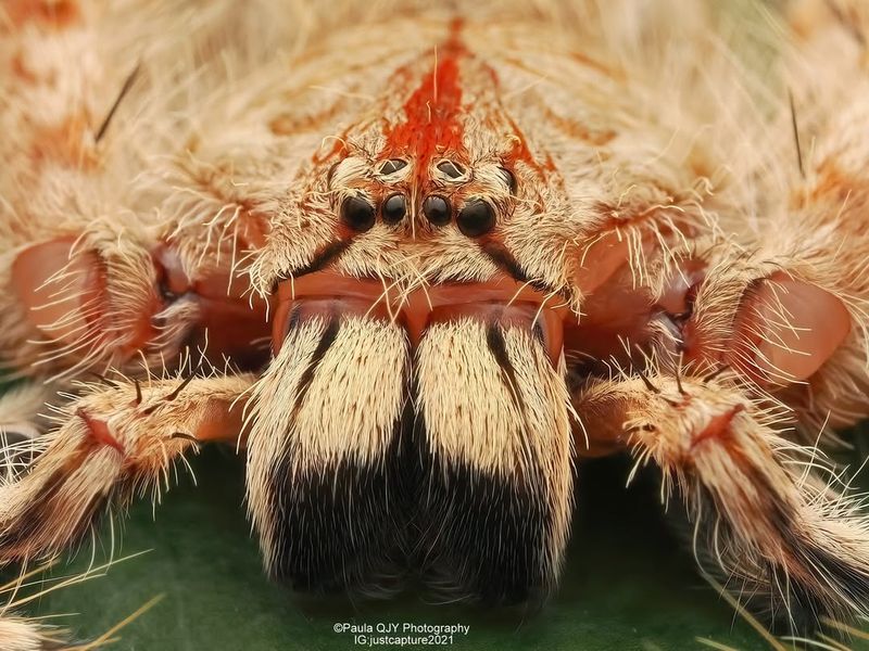 Heteropoda davidbowie