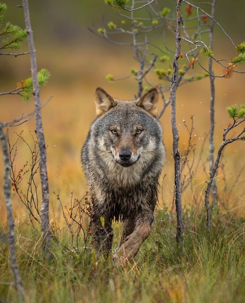 Eurasian Wolf (Canis Lupus Lupus)