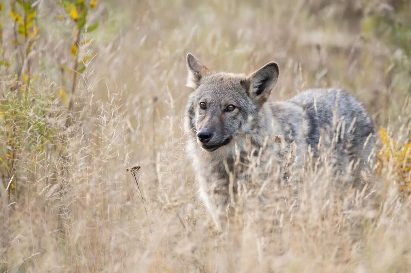 Eastern Wolf: The Forest Predator