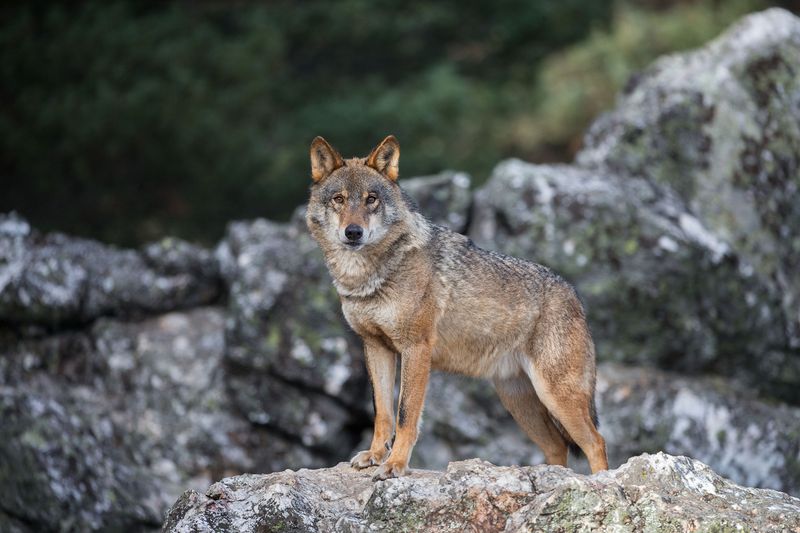 Iberian Wolf