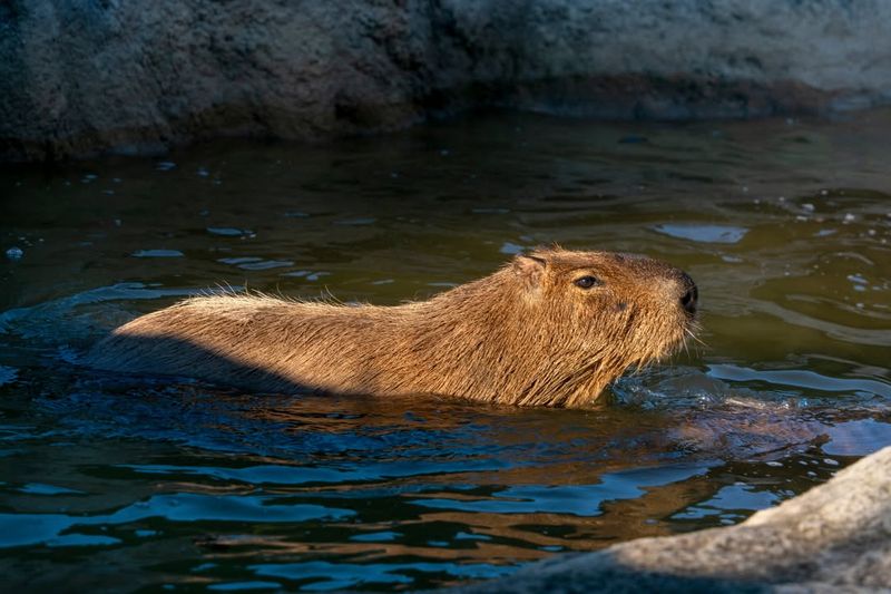 Capybara