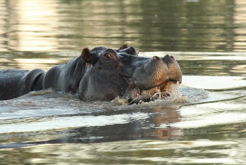 Hippopotamus