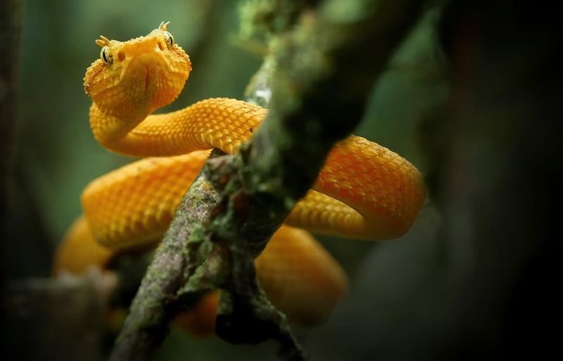 Eyelash Viper