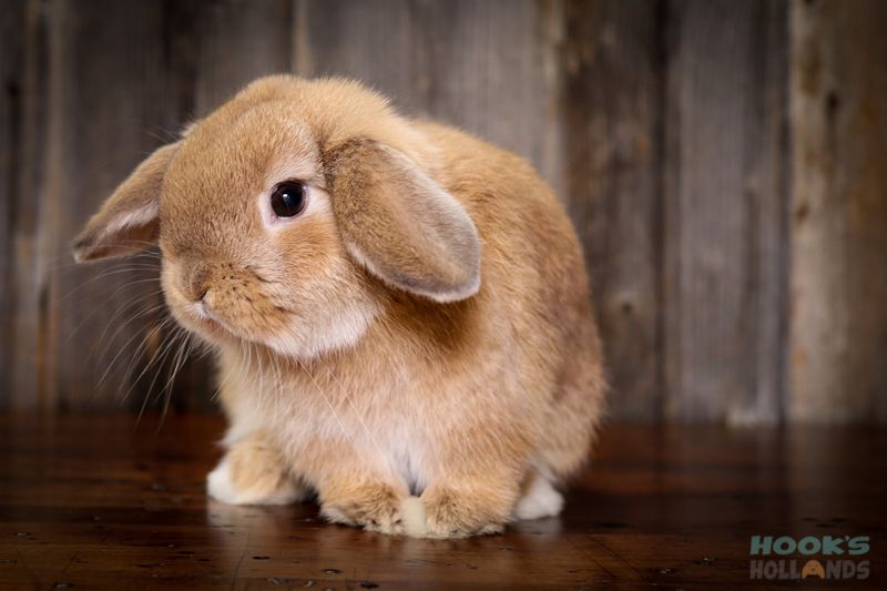 Holland Lop