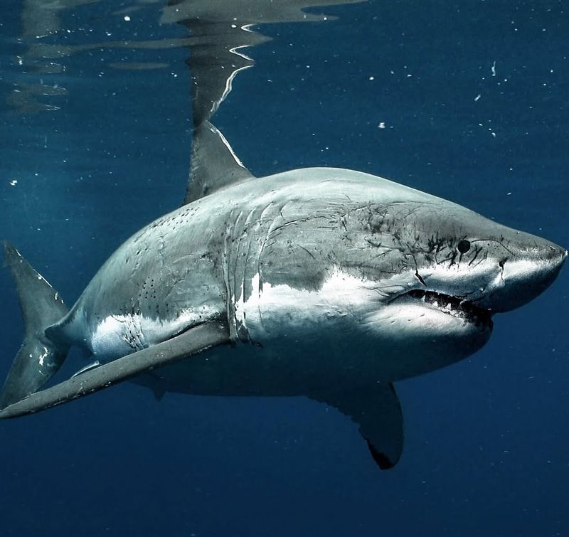 Great White Shark