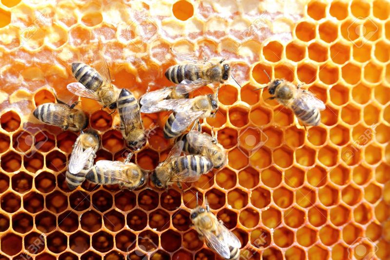 Honeybees