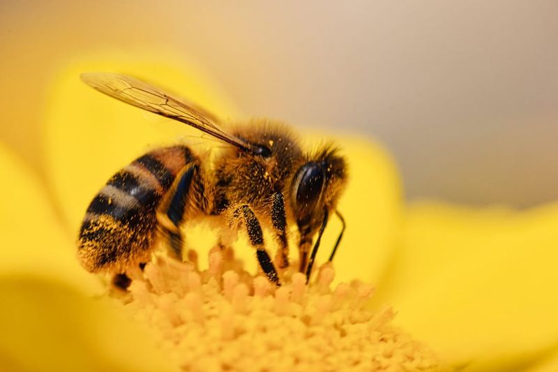 Honeybees