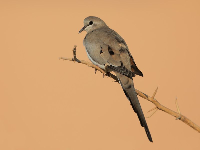 Namaqua Dove