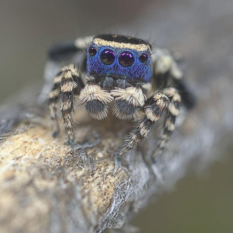 Peacock Tarantula – The Vibrant Beauty