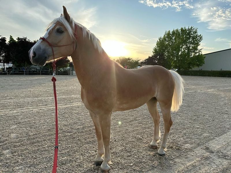 Horse