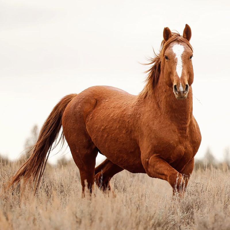 Horses