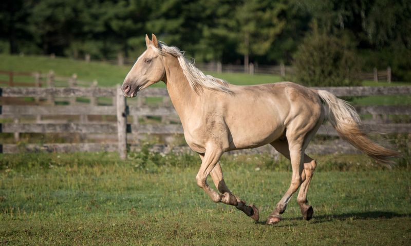 Horse’s Hoofprints Lead To A Criminal