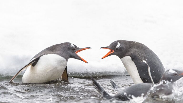 How A Penguin ‘Divorce’ Can Impact A Whole Colony