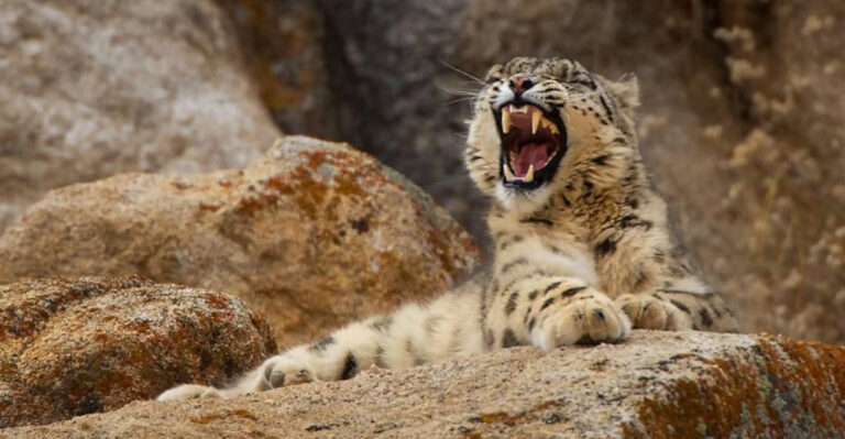 How Big Cats’ Roars Differ Across Species