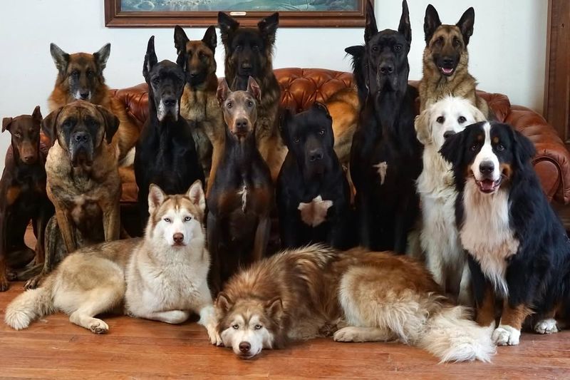 Understanding Dog Breeds