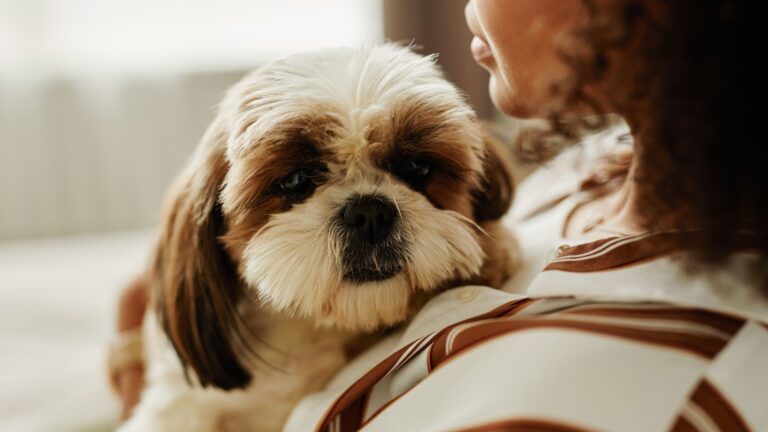 How To Care For Your Shih Tzu