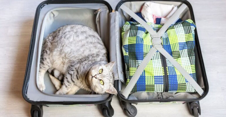 How To Choose A Travel-Friendly Cat Breed