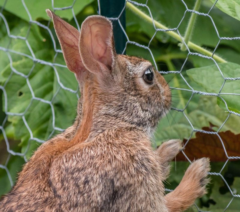 Install A Rabbit Fence