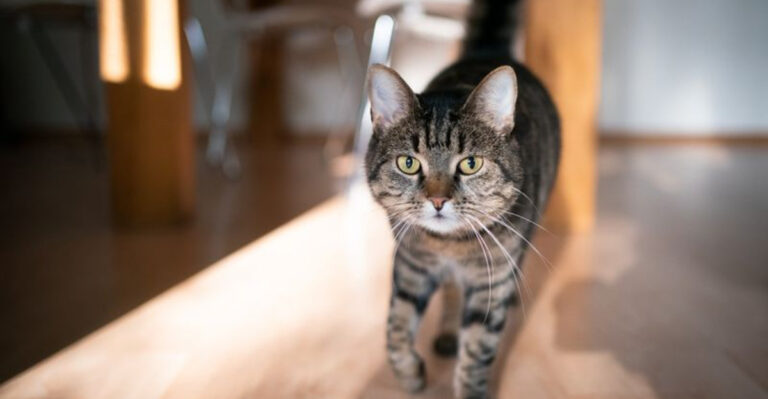 How To Recognize Early Signs Of Health Issues In Cats