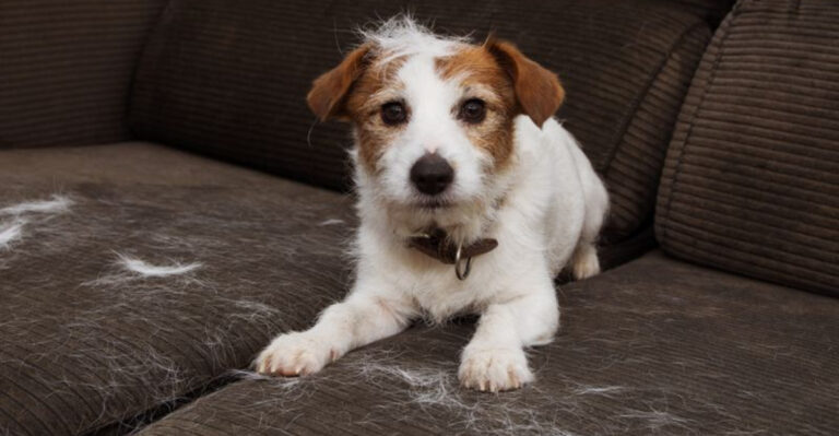 How To Remove Pet Hair From Every Part Of Your Home