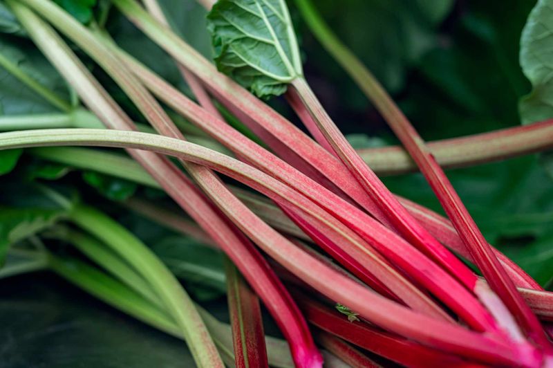 Rhubarb