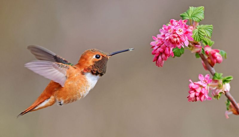 Hummingbird