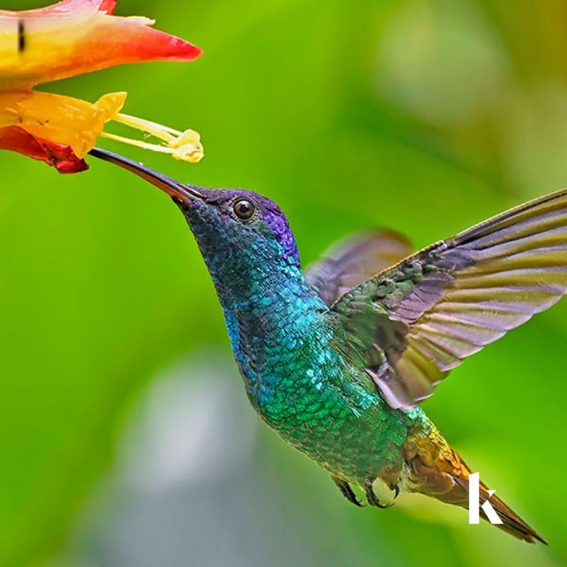 Hummingbirds