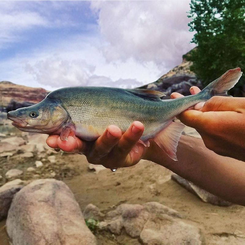 Humpback Chub