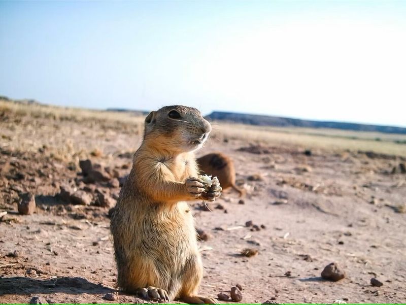 Prairie Dog