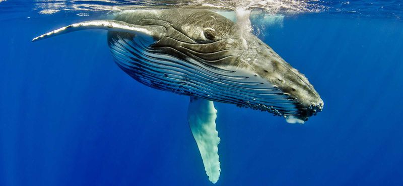 Humpback Whale