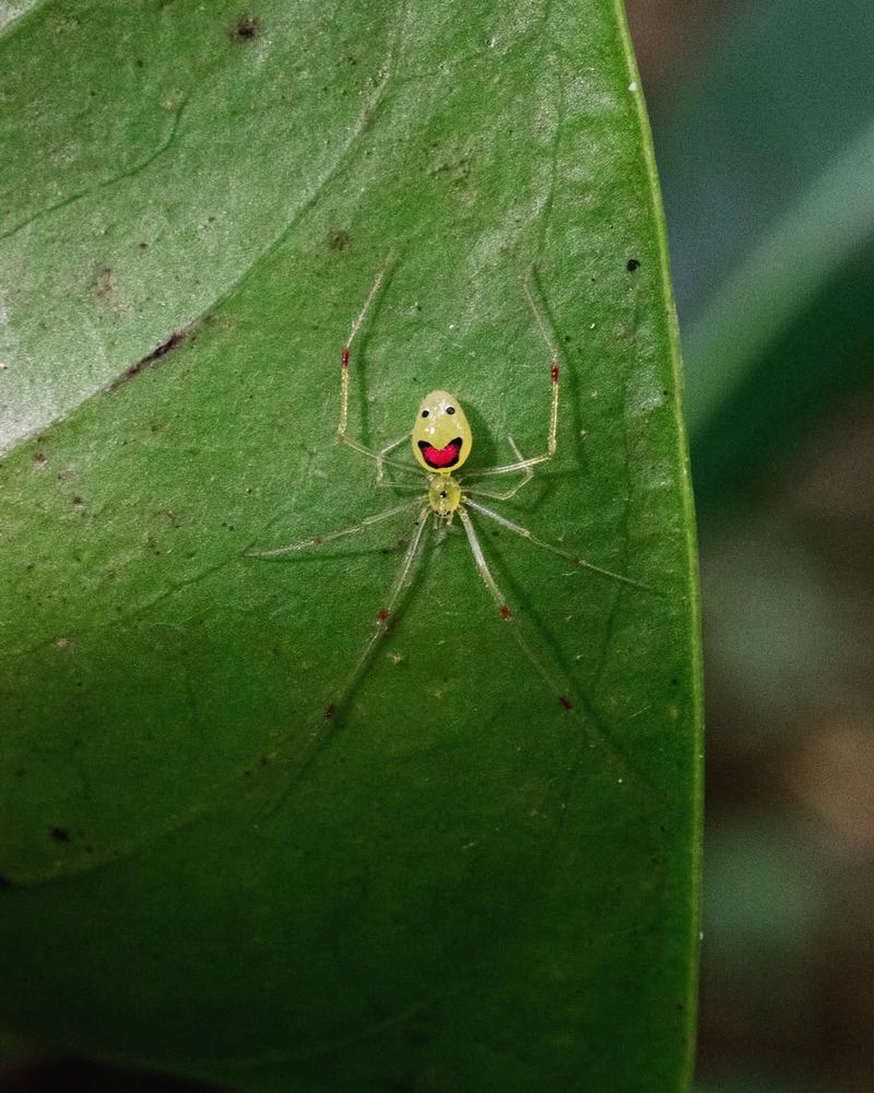 Hawaiian Happy-Face Spider