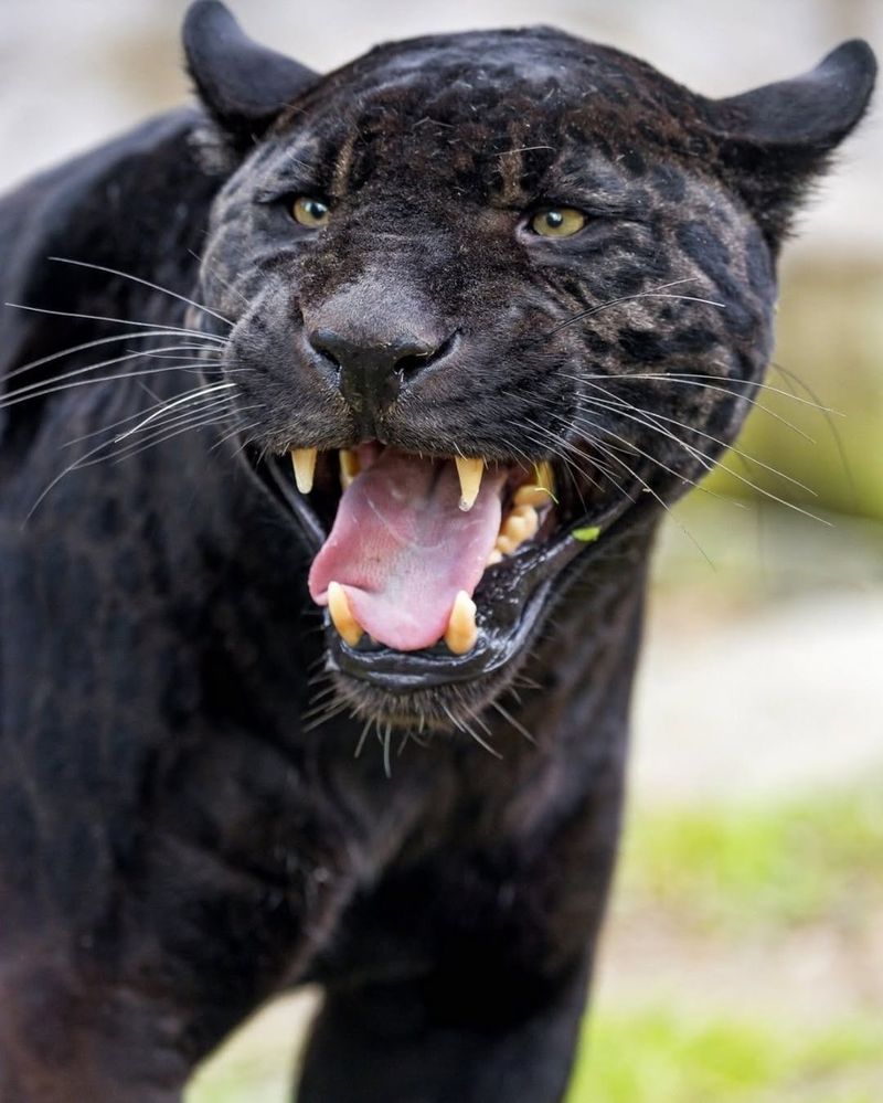 Vocalizations – Who Roars Louder?